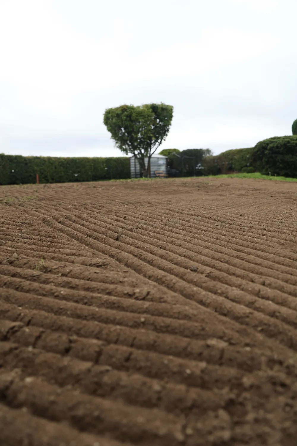 Newly worked soil with neat furrows across a garden