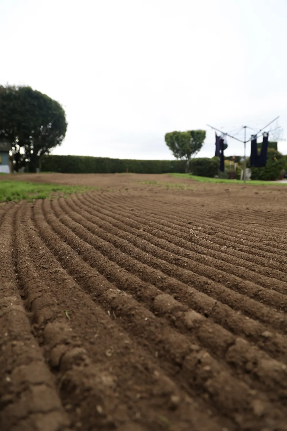 Straight rows of prepared soil across a residential garden