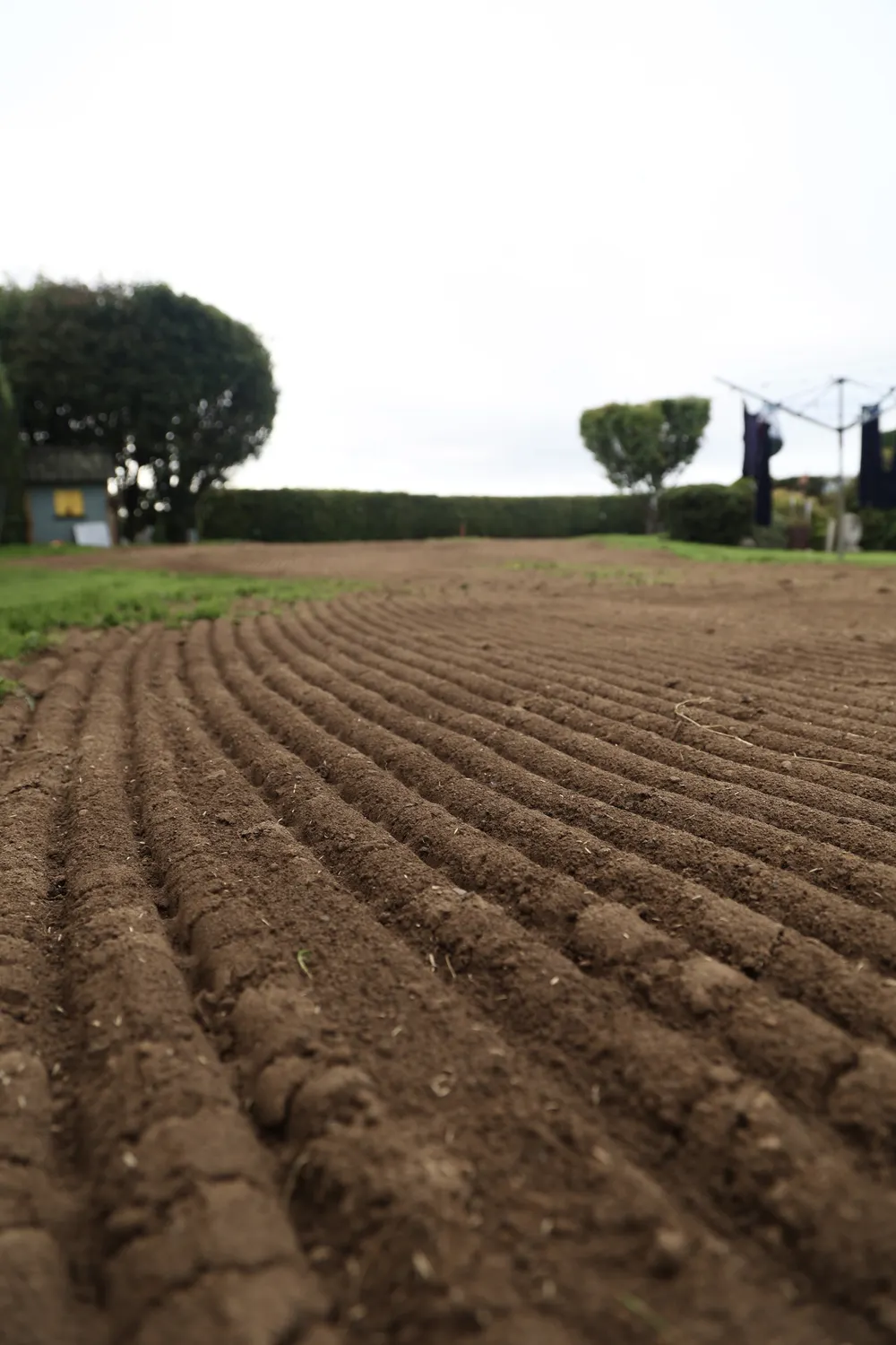 Close view of evenly furrowed earth prepared for a new lawn