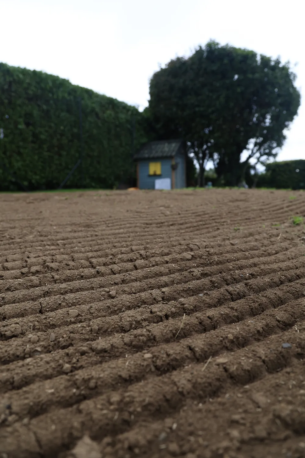 Freshly furrowed garden soil next to a hedge and outbuilding