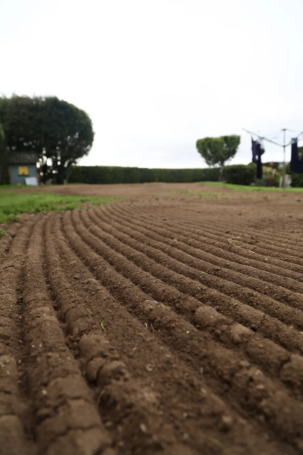 Parallel furrows in freshly cultivated garden soil