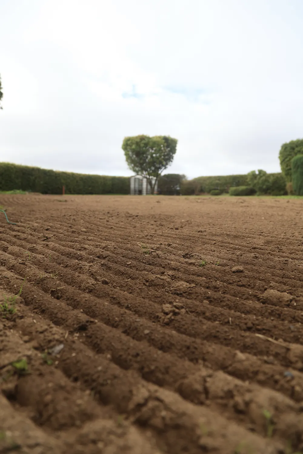 Rows of newly cultivated soil across a rural garden