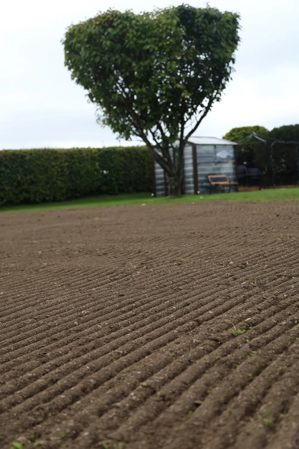 Levelled garden soil beside a mature tree and hedge